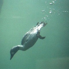 Submerged Ducks