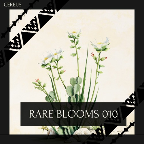 Cereus - Rare Blooms 010