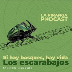 EP4 - Escarabajos
