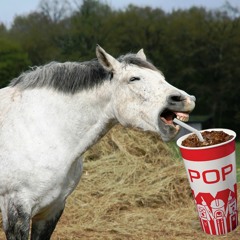 Ballad Of The Soda Pop