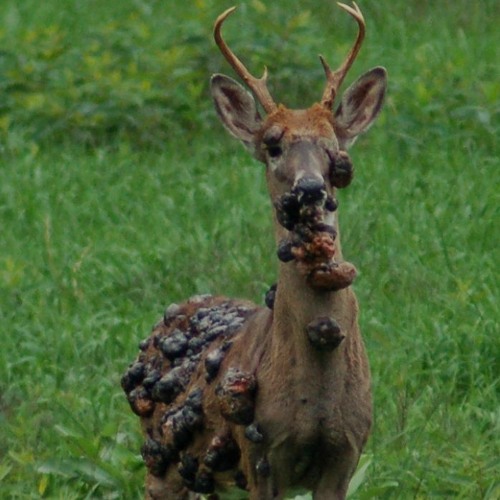 Как выглядит зомби олень. Как выглядит зомби олень. Как выглядит зомби олень. Как выглядит зомби олень. Как выглядит зомби олень.