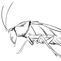 Le vieux Louis et la blatte