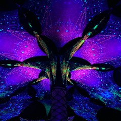 Acid Drop Anton - Neurotrition Spring Gathering 30/4/22 430 - 6am