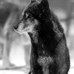 Wolf Residus Freestyle -  (Echelon Record Instrumental) (Remix) 2.0