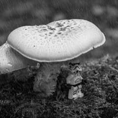 Mushroom Breaks 4