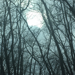 The forests rage