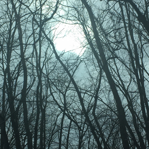 The forests rage