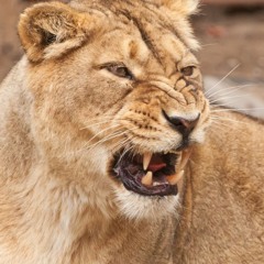 Domestic Rage E.P. (demo)