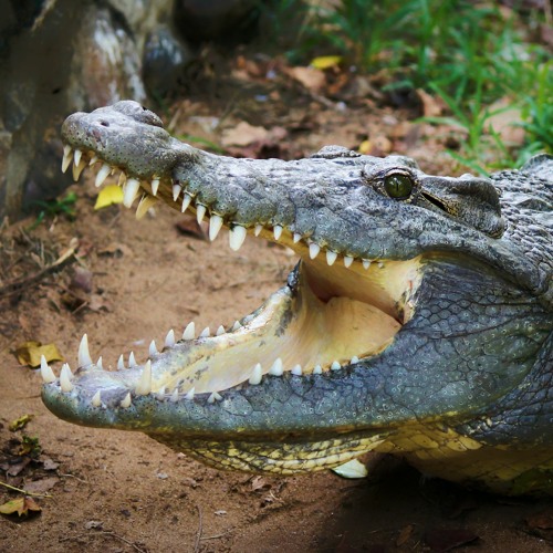 Swamp Swagger