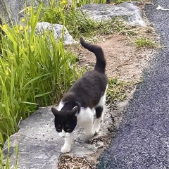 I Wanna Write a Song For You (Demo)