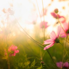 The Flowers of Eden