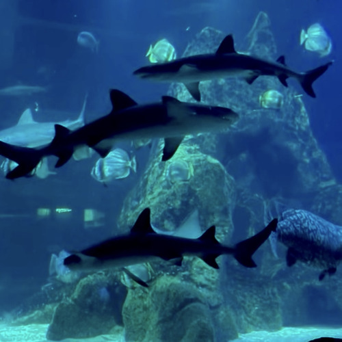 Bleak AG - Acid (Prod. Bleak)