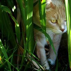 Jungle Cat Mo
