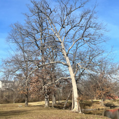 Rooted in Christ