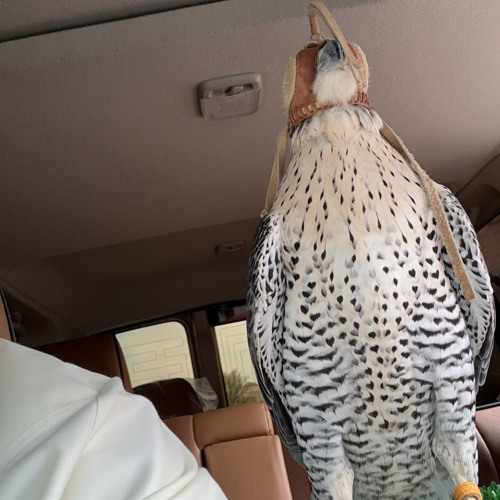 ‎⁨المقيظ | عبدالعزيز العليوي