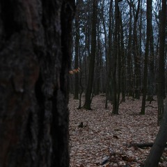 Forest/darkpsy mix (150-170 Bpm)