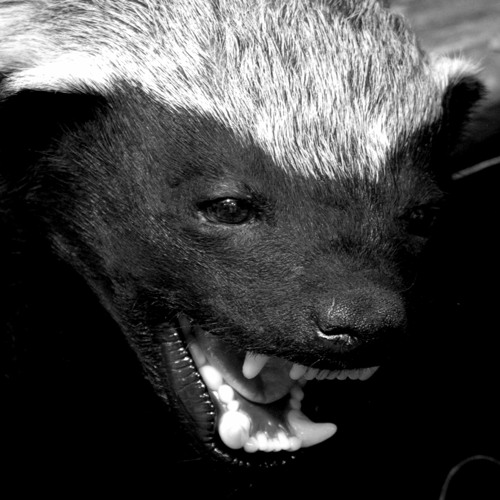 BALDBADGERZ Джип Крип