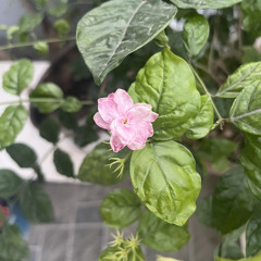 Trungg IU  liệu em còn muốn nghe những điều anh nói  Full Album