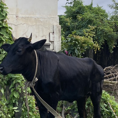 top 5 sensu’s gang