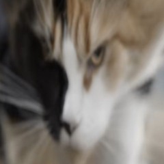 Wifiskeleton - loser club (music video)_256k.mp3