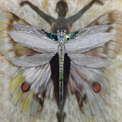 Metamorphosis