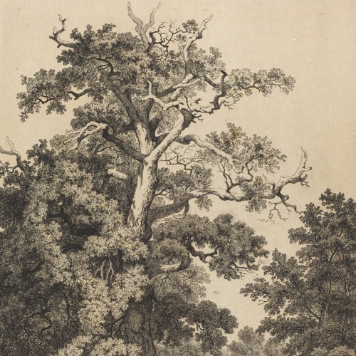 The Habitats Suite — I. Oak Trunk