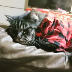 yah mon/im done mom feat.drillbit