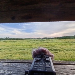 Field Recording: The wind blows a rickety sign