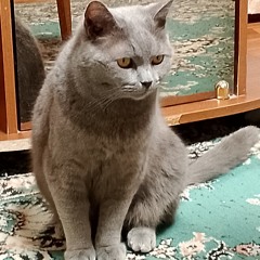 Кошачий микстейп: в этот раз лучше DLC