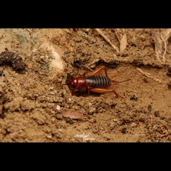 HK_Calm-&-Steady_tracks_377