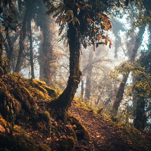 Ecstatic Fire Dance: Through The Shadows Vol. 2 - FOREST BATHING - DJ Mix Set