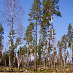 +Tall, Jätteläskig+