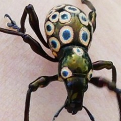 HK_Calm-&-Steady_tracks_159