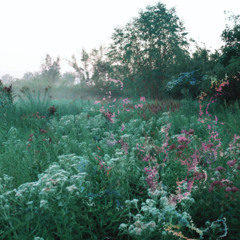 Milkweed (The Emerald Fae Remix)