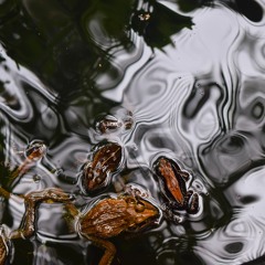 Drink Deeply from The Well of Rest in Mindfulness  & Joyful Bird Song CU Mindfulness Meditation