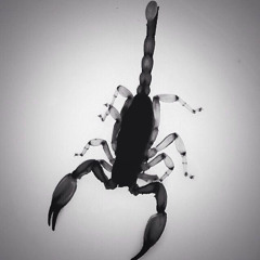 Fatal Sting