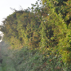 Medley of Birds - 7th April 25-631am - Ballinvally Lower