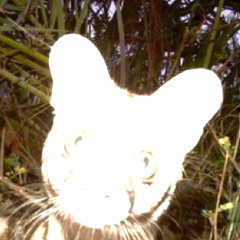 打ち負かされよう