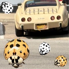 Vette