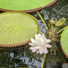 (Water Lilies Floating)