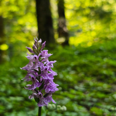 Binaural Dummy Head 1 Hour Field Recording Session in Appennino Modenese Regional Park 13/6/2025
