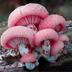 Pink Snow?