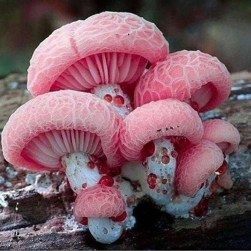 Pink Snow?