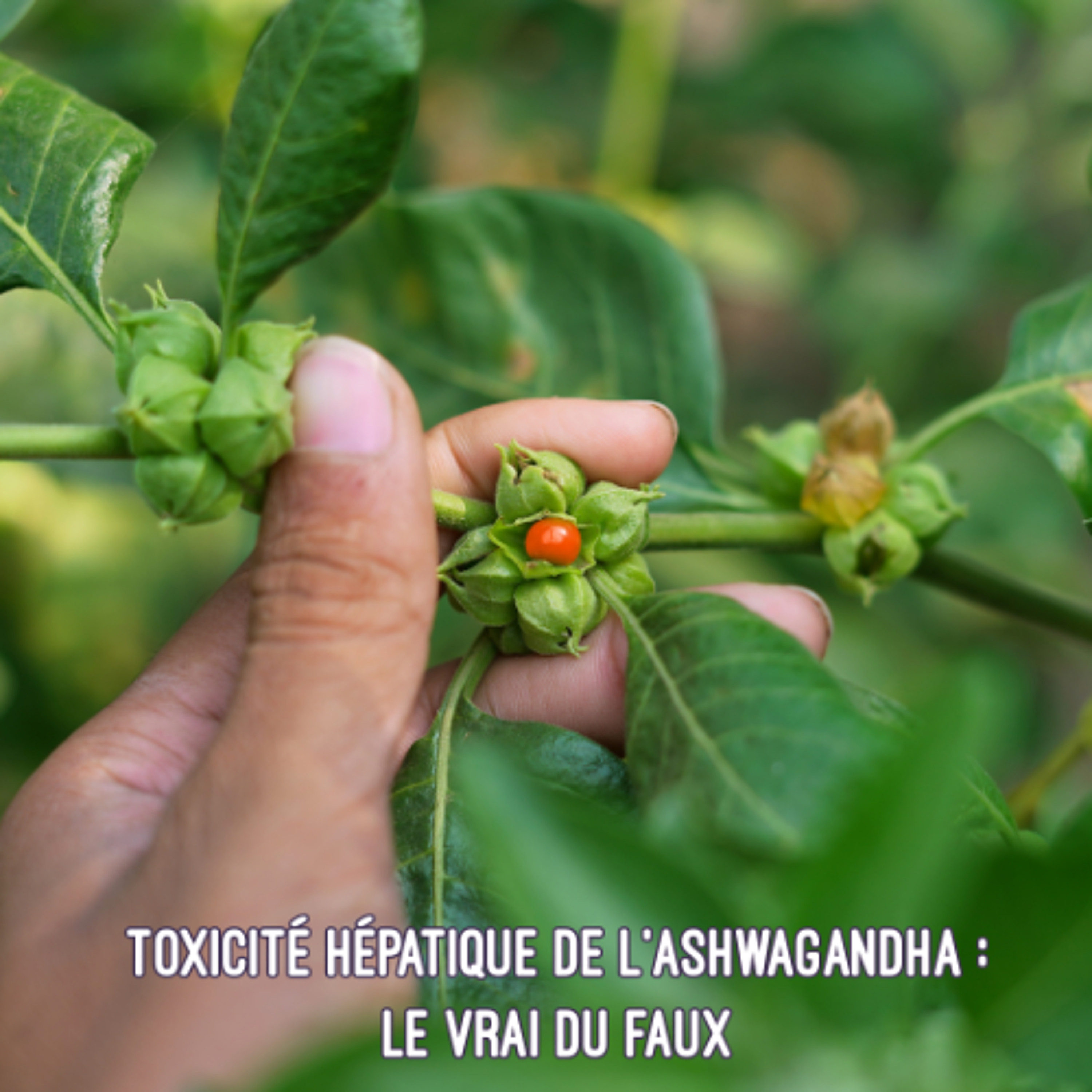 Toxicité hépatique de l'ashwagandha - le vrai du faux