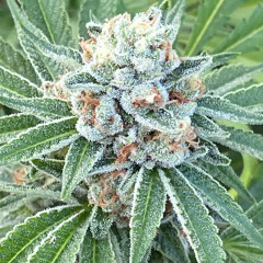 CHANGED MY MIND BY iHY JUICE (prod. by MARK$MAN)