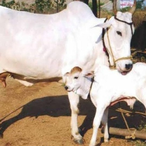 গবাদি পশুর গরম না হওয়ার ব্যবস্থা