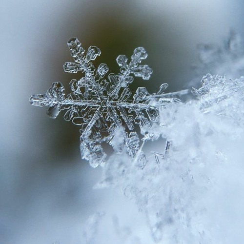 Snow Blind - Con - Fusion