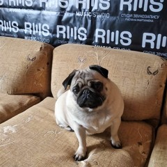 Pug