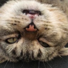 CoViD Power Quix Mix