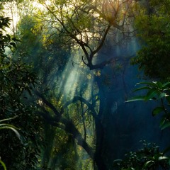 Amazon Rainforest Pulsing Insect Hiss